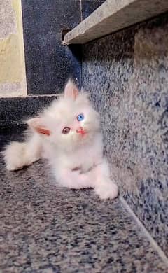 odd eyes kittan