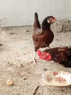aseel murga  . . . andoo wali murgii