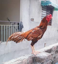 Aseel Mainwali fighter