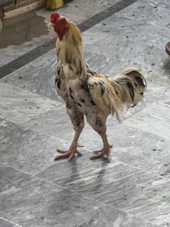 Aseel Pair with 7 chicks