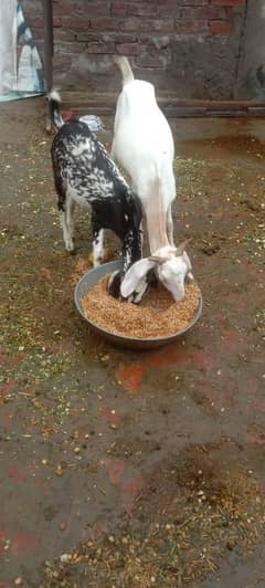 goats
