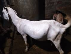 Bakri for sale