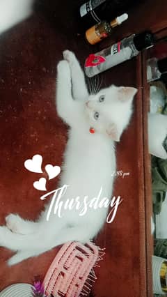 white rashian kitten for sale
