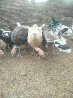Turkey Bird for sale, Peru Bird for sale