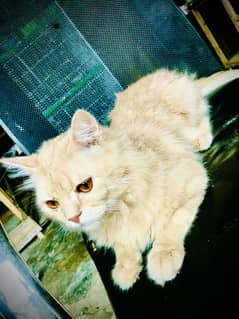 Persian male cat for sale