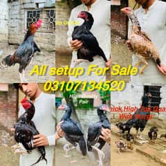 Aseel murga All setup Sale High Top Quality