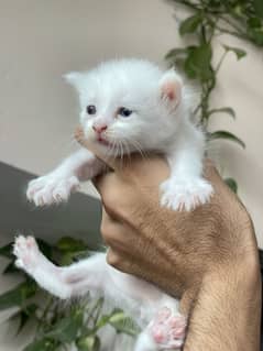 Persian
