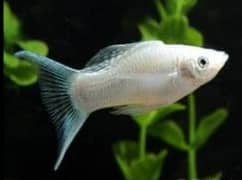 I am selling my Aquarium with Fishes they are healthy and active.