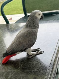 African grey hand temper