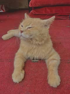 Male cat Persian breed double coat