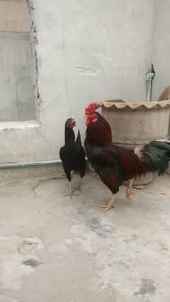 Murgha