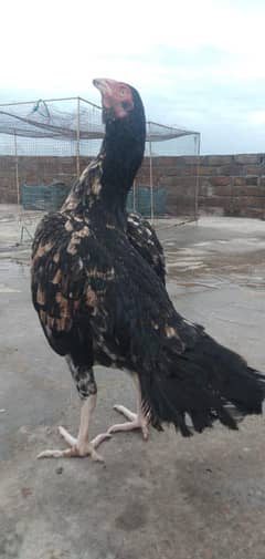 Aseel Bengum for sale