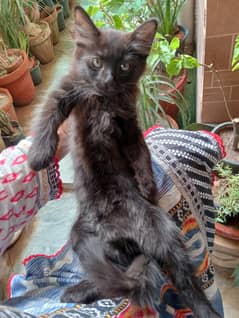 Cute little fluffy kitten need home