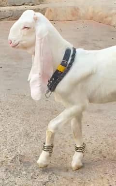 gulabi