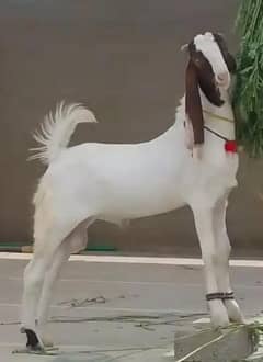 gulabi