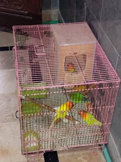 love birds for sale