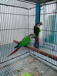 Green Cheek & Yellow Sided