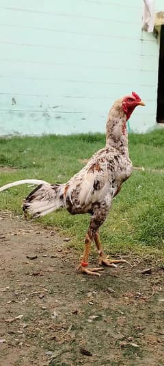 shamo