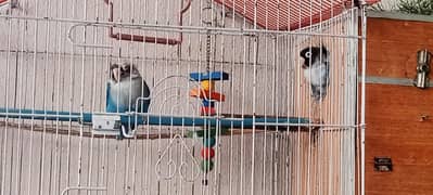 Love Birds