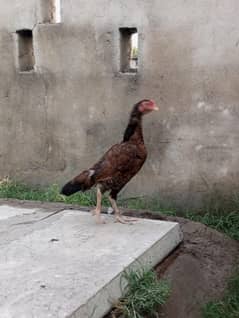 aseel miawali