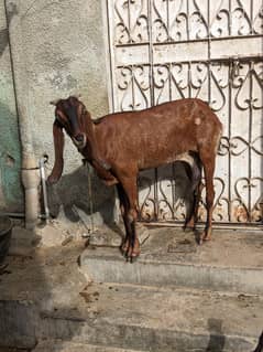 amratsari pure female