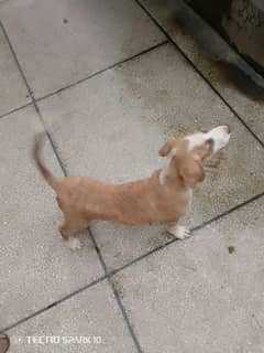 pointer