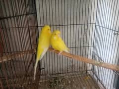 undersize,