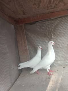 "Pure White Homing Pigeon Pair – For Sale in Excellent Condition"