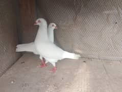 "Pure White Homing Pigeon Pair – For Sale in Excellent Condition"