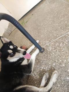 Siberian