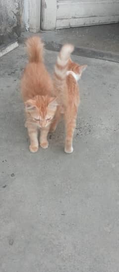 persian  cat