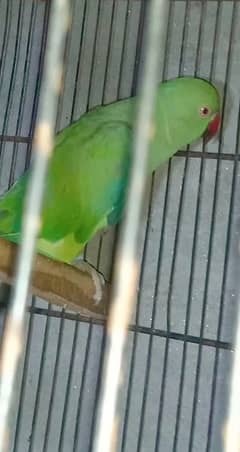 lovebirds fimale