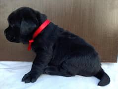 Labrador