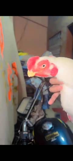 pure indian parrot beak long tail heera aseel chicks  2 month
