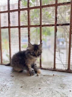 Persian
