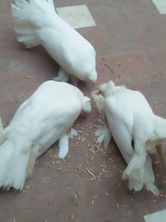 LAKA PAIR WITH 1 CHEEK