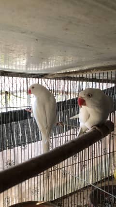 white Ringneck pair
