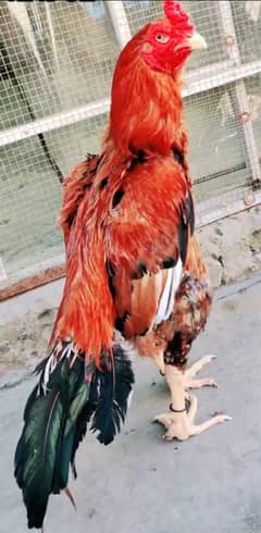 Peela 03435635876
