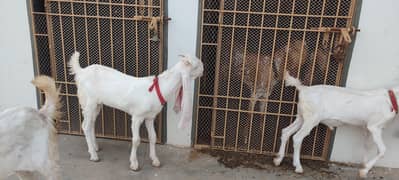 Sale For 1 Bakra & 2 Bakri