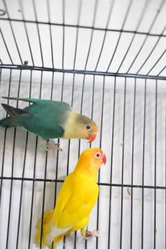 mix colour breeder lovebird for sale