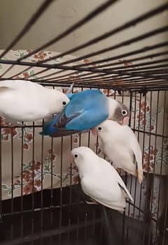Breeder Pairs of Love Birds