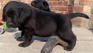 LABRADOR pedigree microchip puppies 03240515624