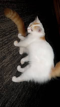 Persiam male kitten