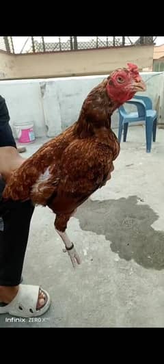 aseel