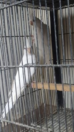 Red eye
