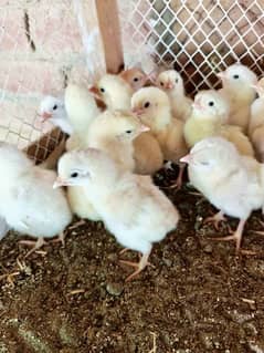 White heera aseel chiks
