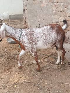 pregnant bkri 3month45000