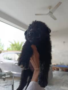 German shepherd | black Gsd | long coat puppys | 0313 7076947 call