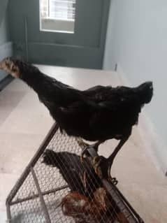 5 bird