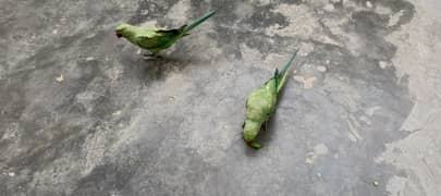 Green parrot for sale